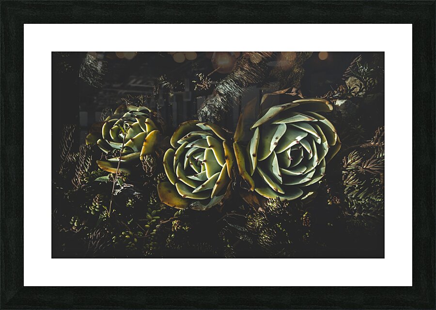 In dark bloom Picture Frame print