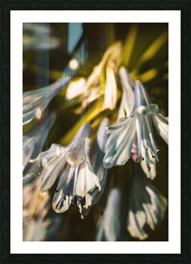 Vintage Agapanthus flower Picture Frame print