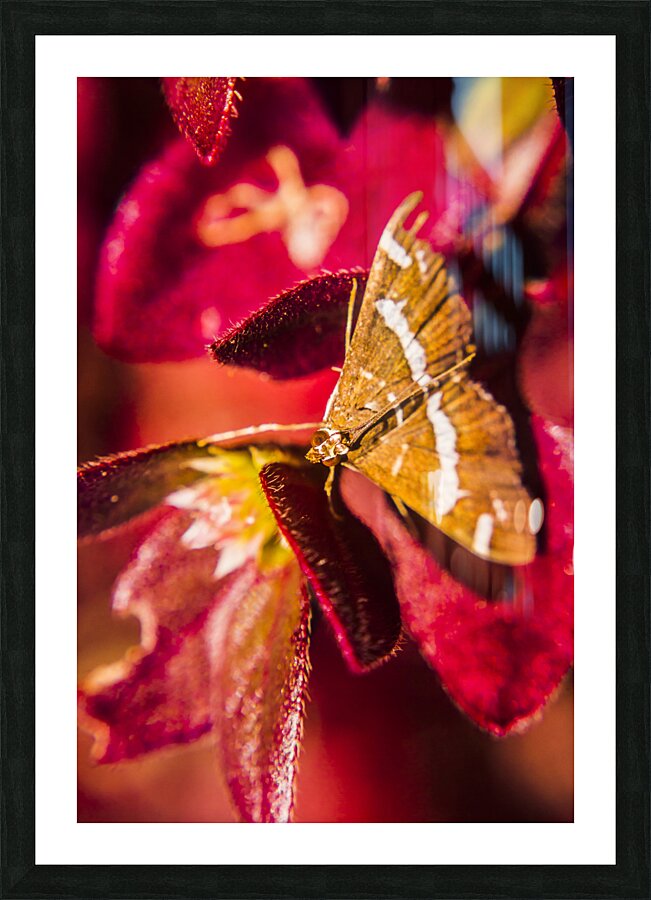 Wildlife wilderness Picture Frame print