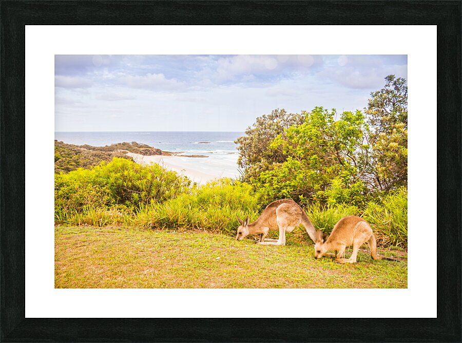 Hooroo from Australia Picture Frame print