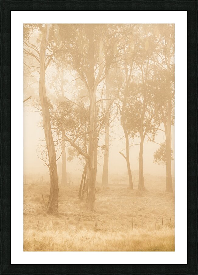 Misty woods Picture Frame print
