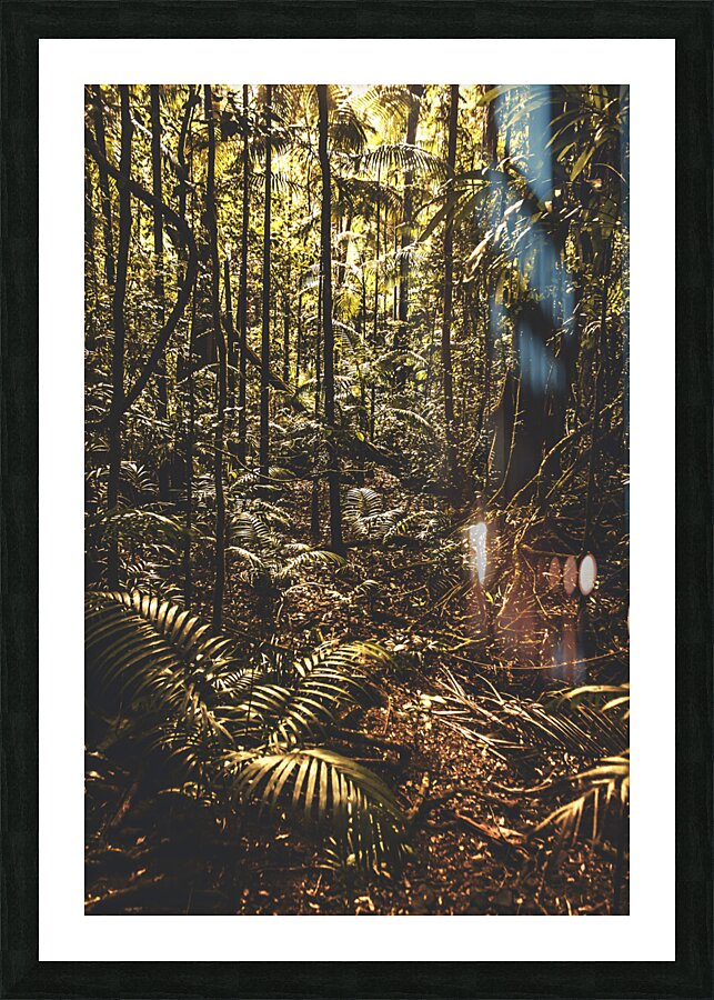 Mary Cairncross Scenic Reserve Picture Frame print