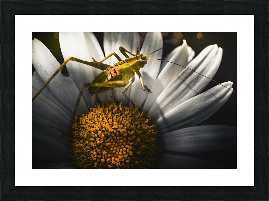 Australian grasshopper on flowers. Spring concept Picture Frame print