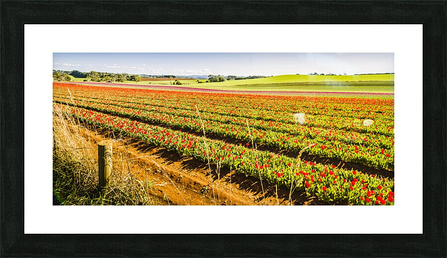 Tulip Tas Mania Picture Frame print