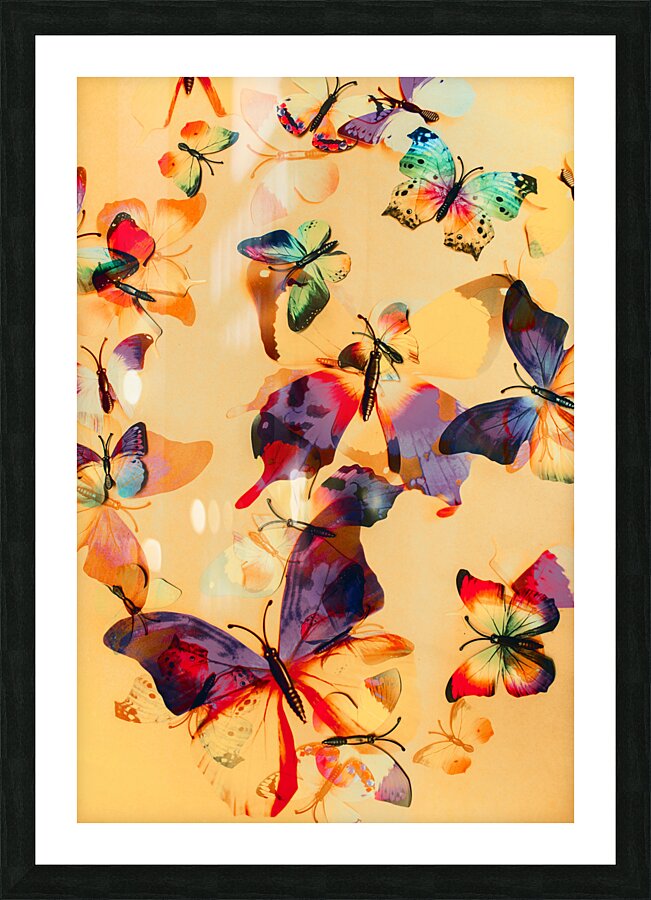 Group of Butterflies with Colorful Wings Picture Frame print
