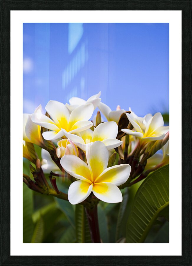 Beautiful white frangipani flowers Picture Frame print