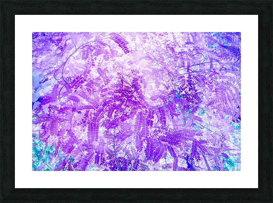 Verola  Picture Frame print