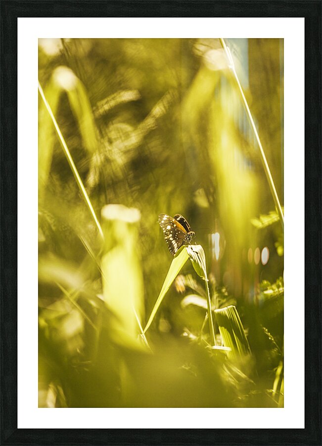 Jungle butterfly Picture Frame print