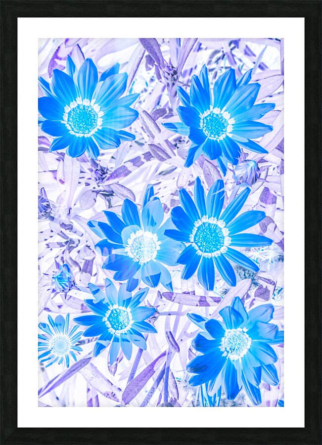 Gazania blue Picture Frame print
