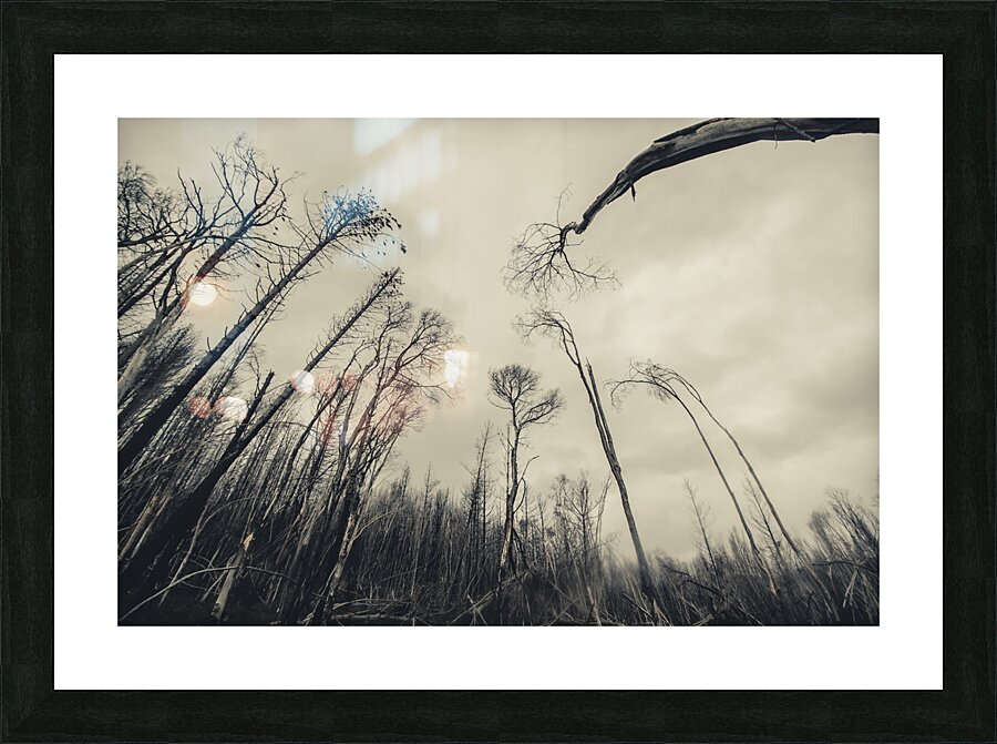 Haunting wood Picture Frame print