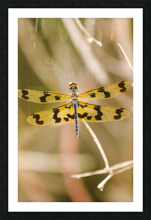Wooded dragonfly Picture Frame print