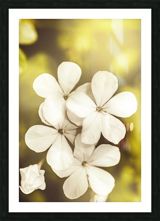 Pale wildflowers Picture Frame print