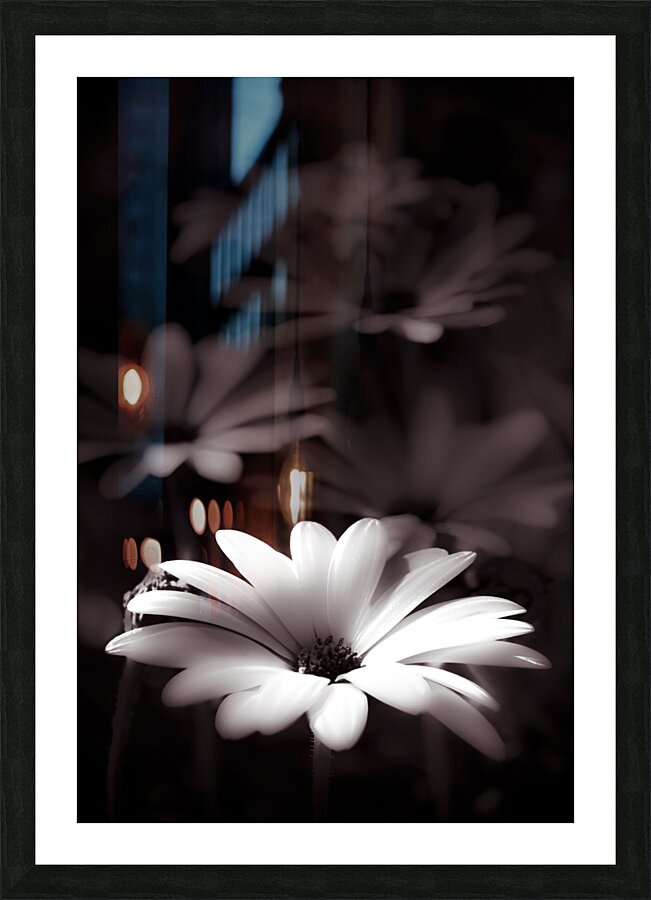 Field Of Daisies Picture Frame print