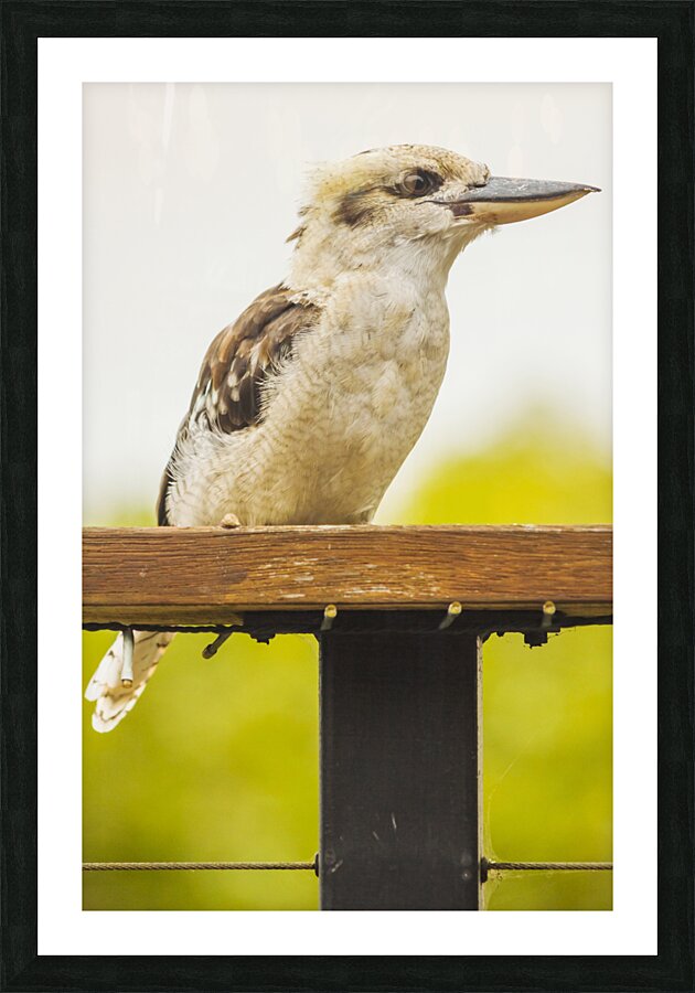 Australian Kookaburra Picture Frame print