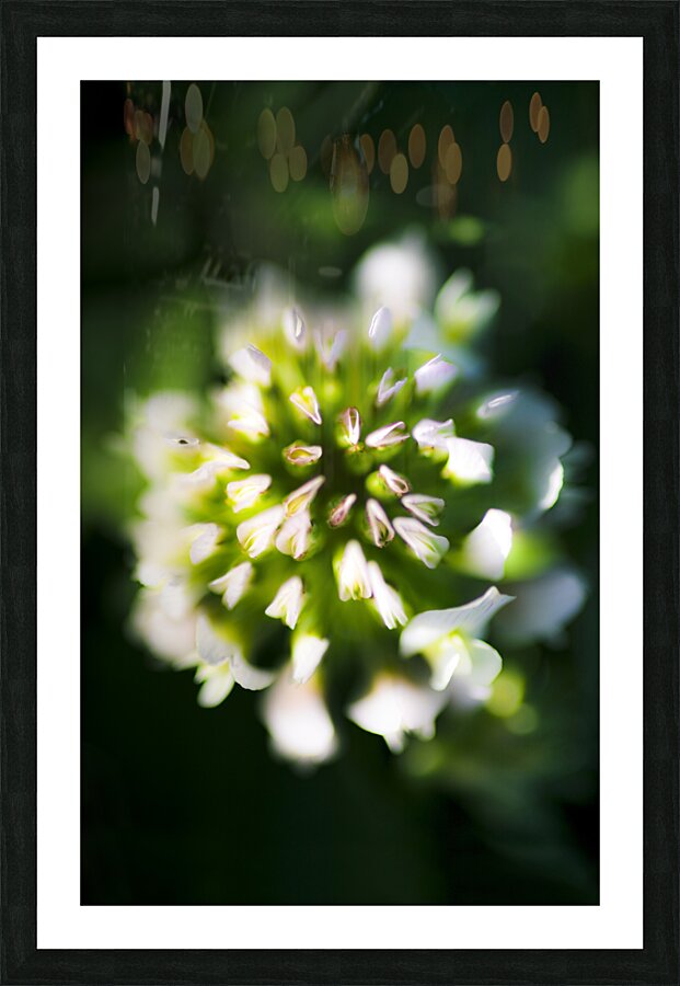 Blooming Flora Picture Frame print