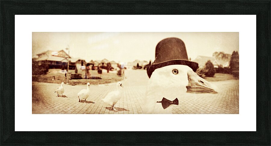 Natures pecking order Picture Frame print