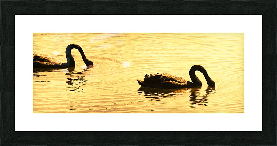 Duck Duck Swan Picture Frame print