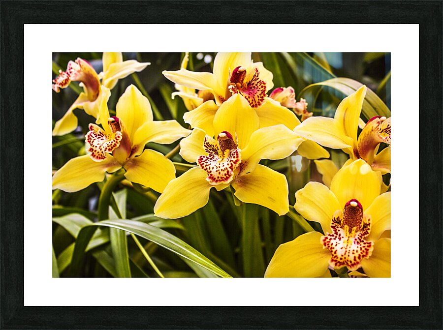 Exotic orchids  Picture Frame print