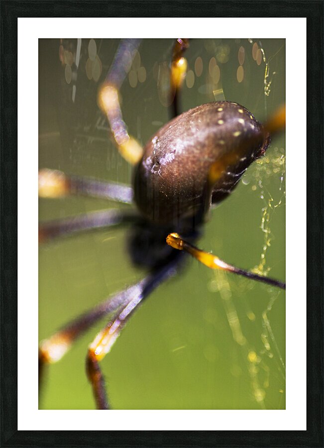 Golden Orb Spider Picture Frame print