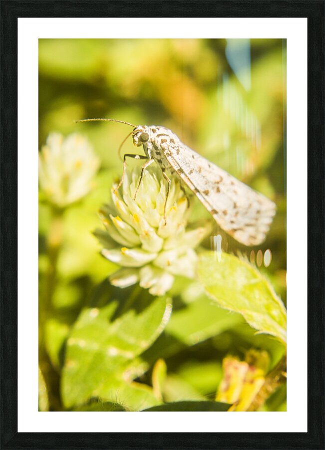 Mothballed Picture Frame print