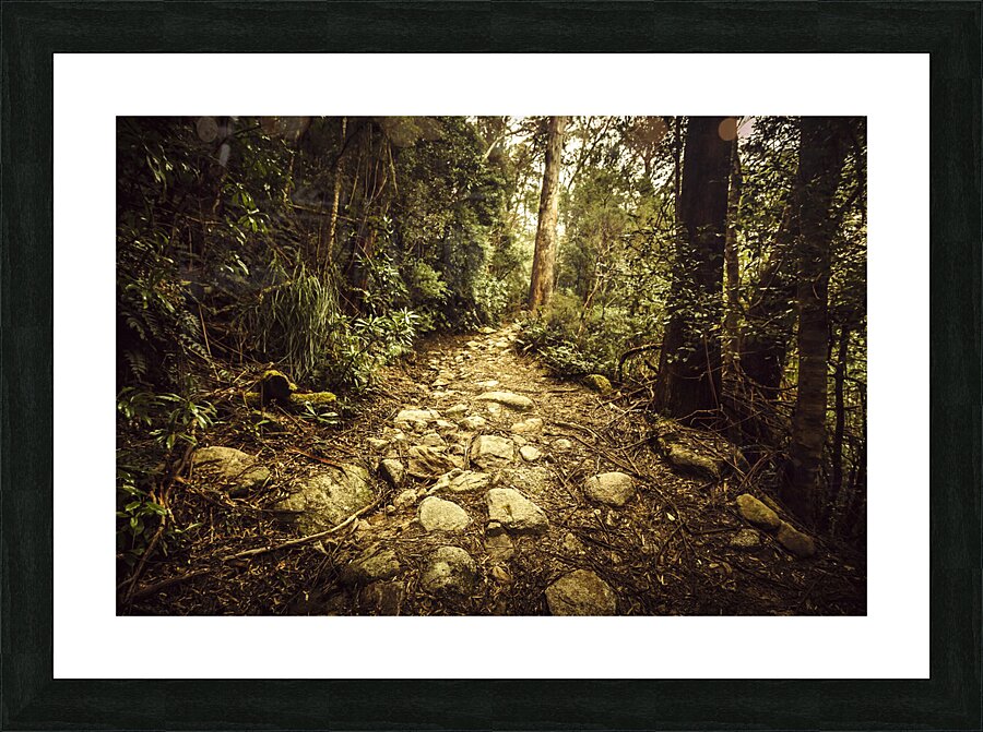 Tasmanian forest path Picture Frame print