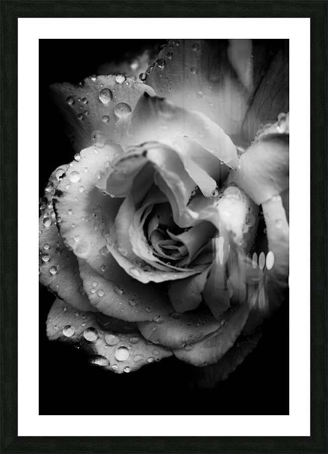 Rose n rain Picture Frame print