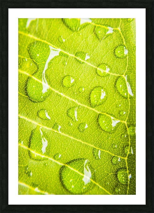 Summer rain Picture Frame print