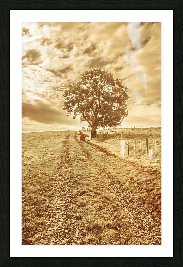 Tasmania farm sunrise Picture Frame print