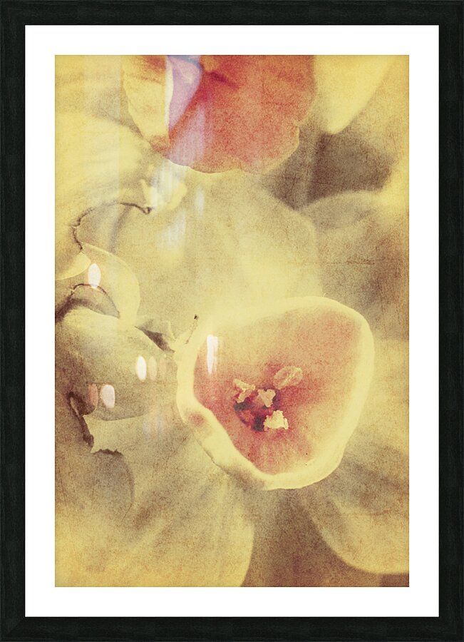 Weathered and faded daffodils Picture Frame print