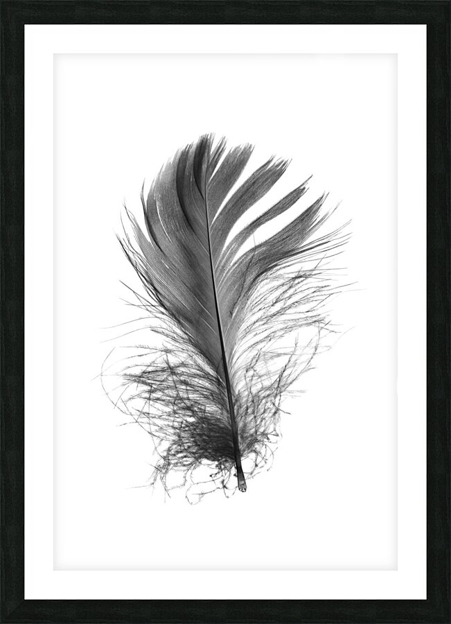 Feathermin Picture Frame print