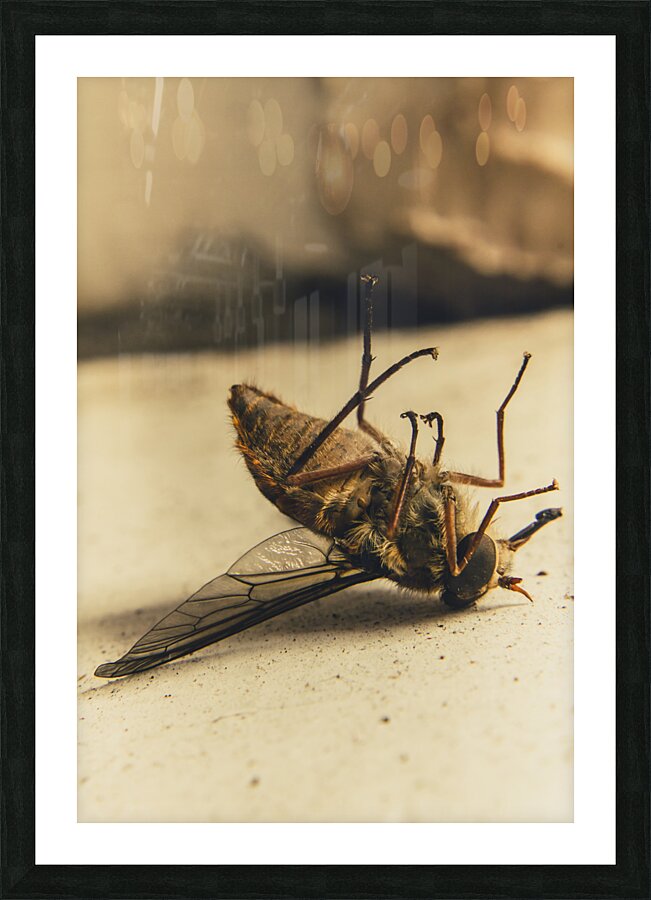 No escape Picture Frame print