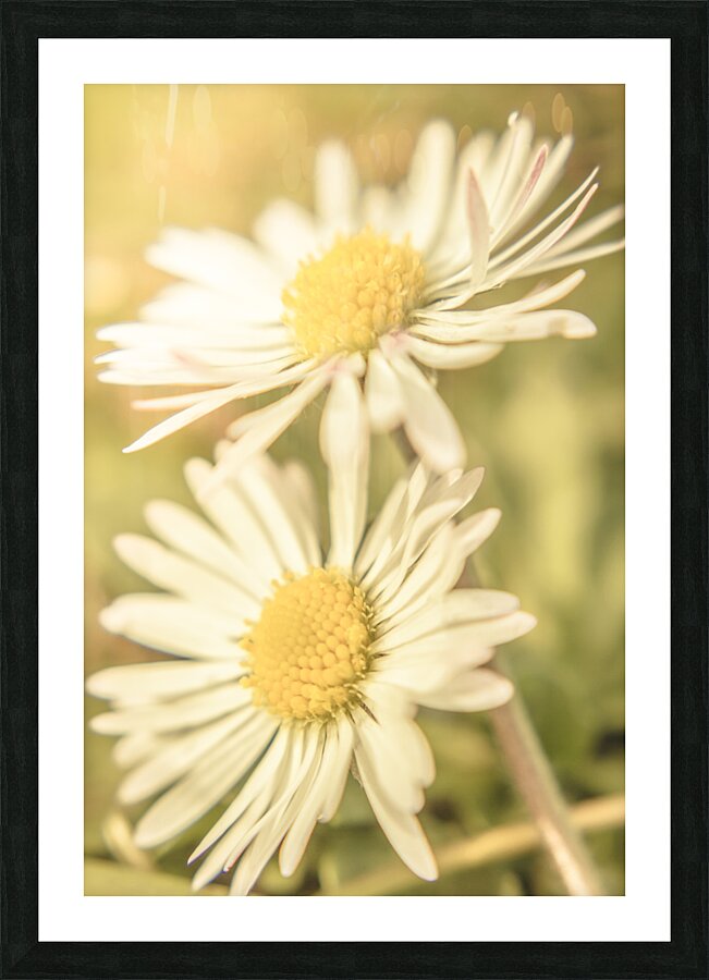 Inseparable  Picture Frame print