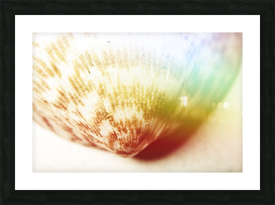 Colorful light flare over seashell Picture Frame print