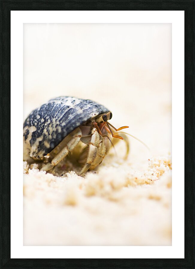 Harry Hermit Crab Picture Frame print