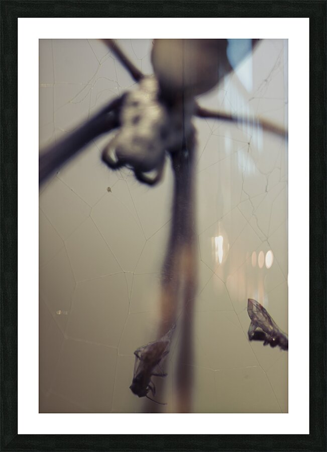 Caught in a web of entrapment Picture Frame print