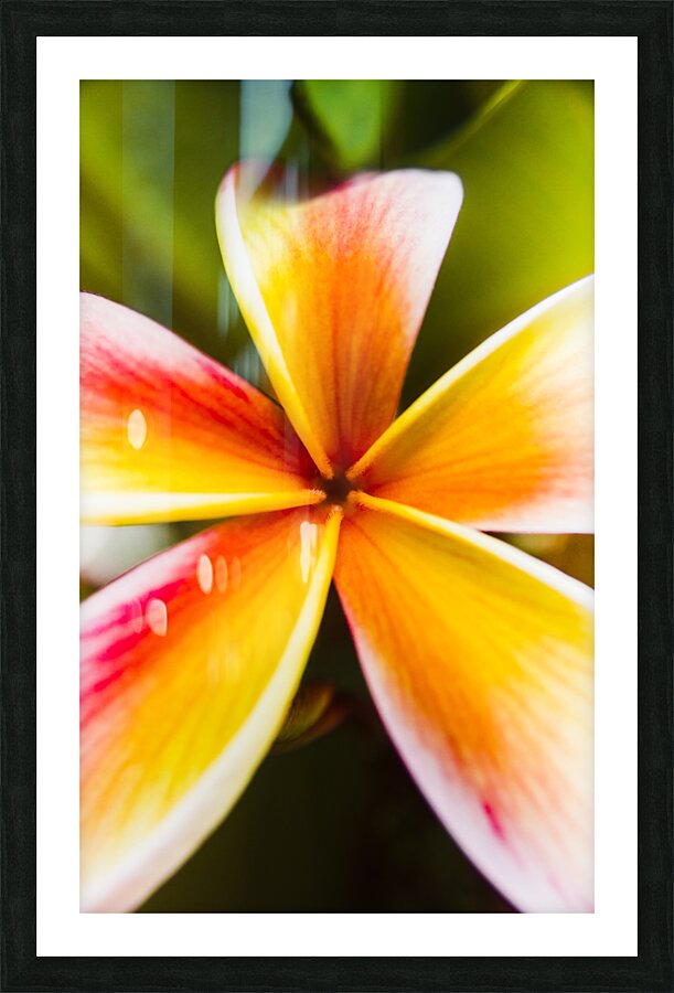 Centered  Picture Frame print