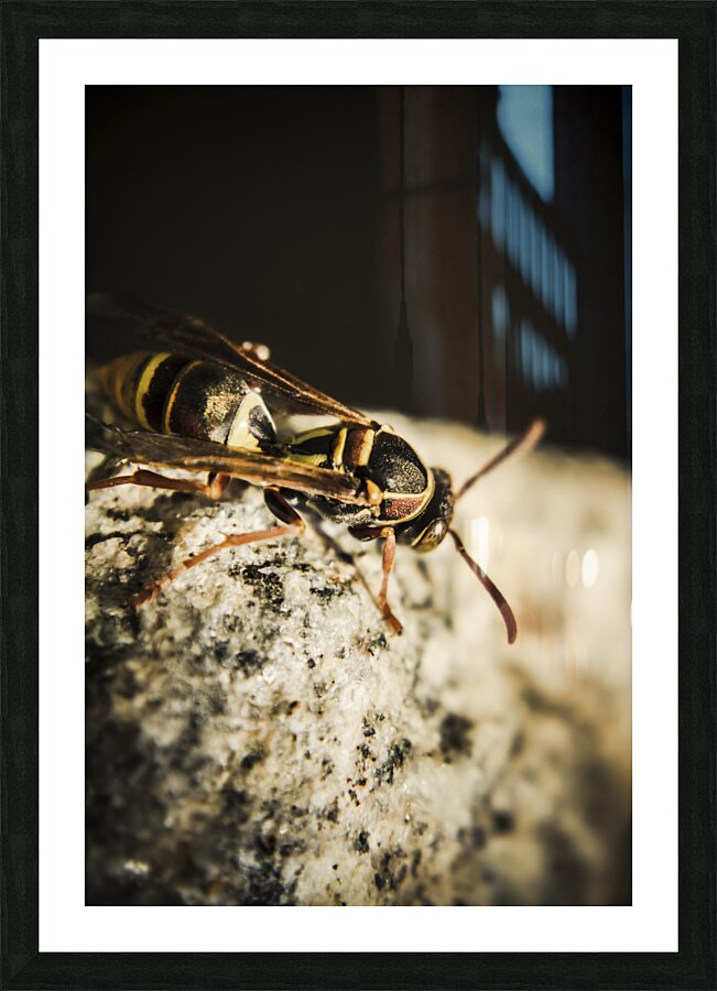 Wasp hunt Picture Frame print