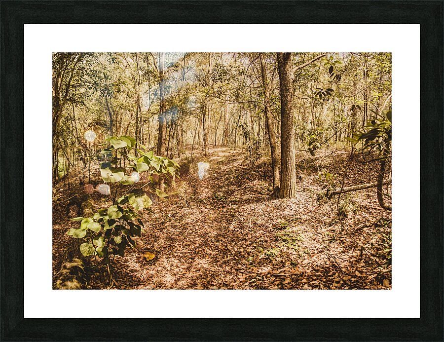 Autumn path obscured by fallen foliage Picture Frame print