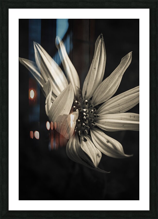 Petal winds Picture Frame print