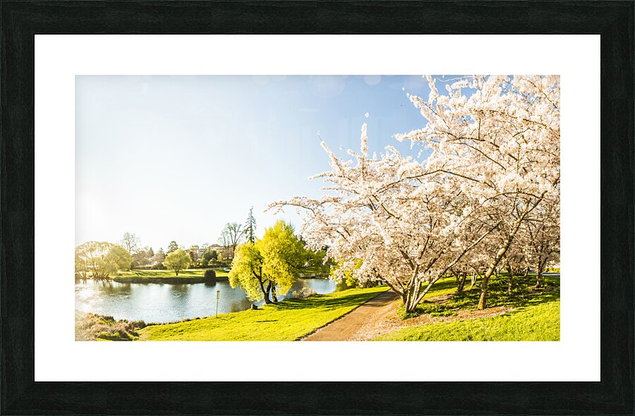 Deloraine cherry tree panorama Picture Frame print