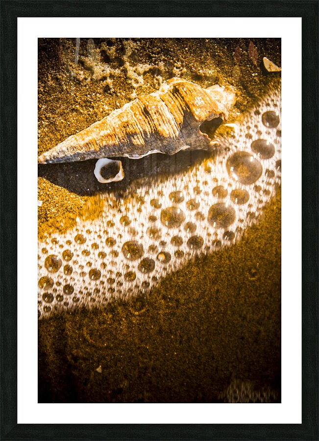 Sea shells and ocean ripples Picture Frame print