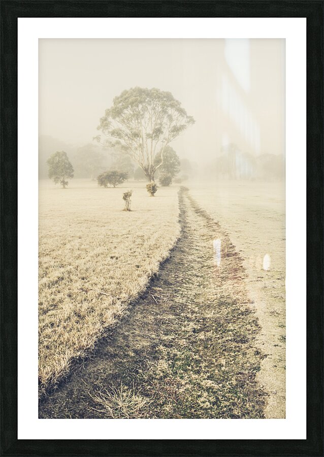 Trees in fog and mist Picture Frame print