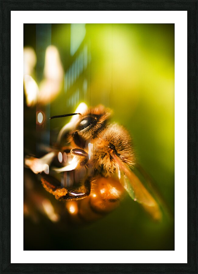 Process Of Pollination Picture Frame print