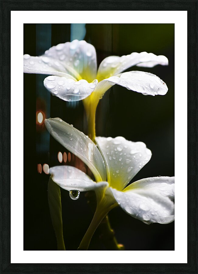 Water Droplet On Frangipani Flower Picture Frame print