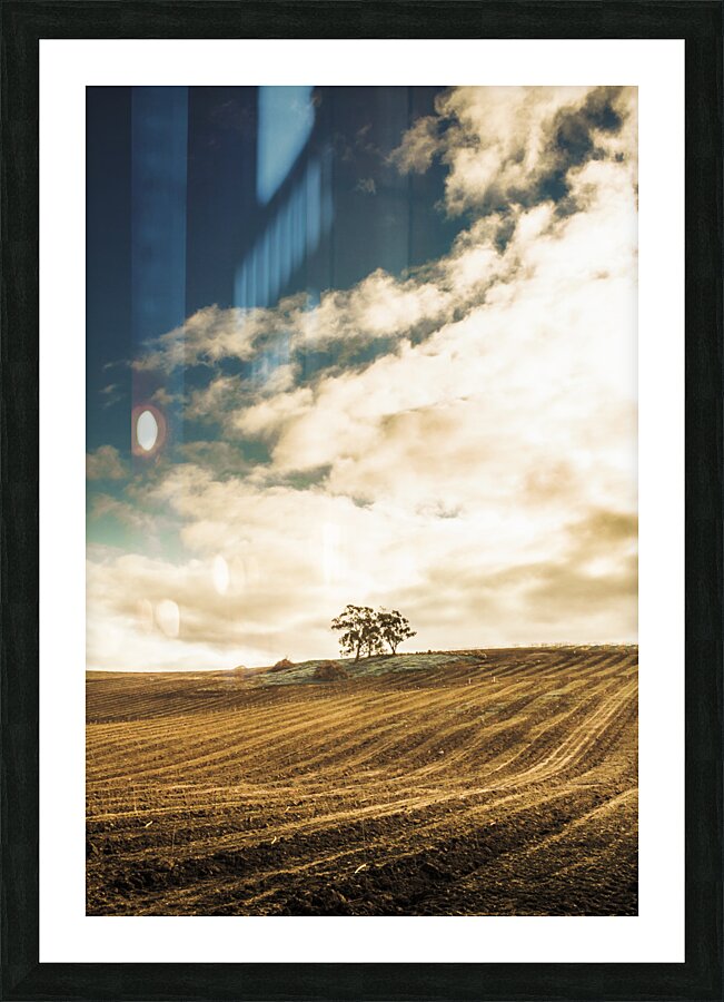 Cherry farm in the sowing Picture Frame print