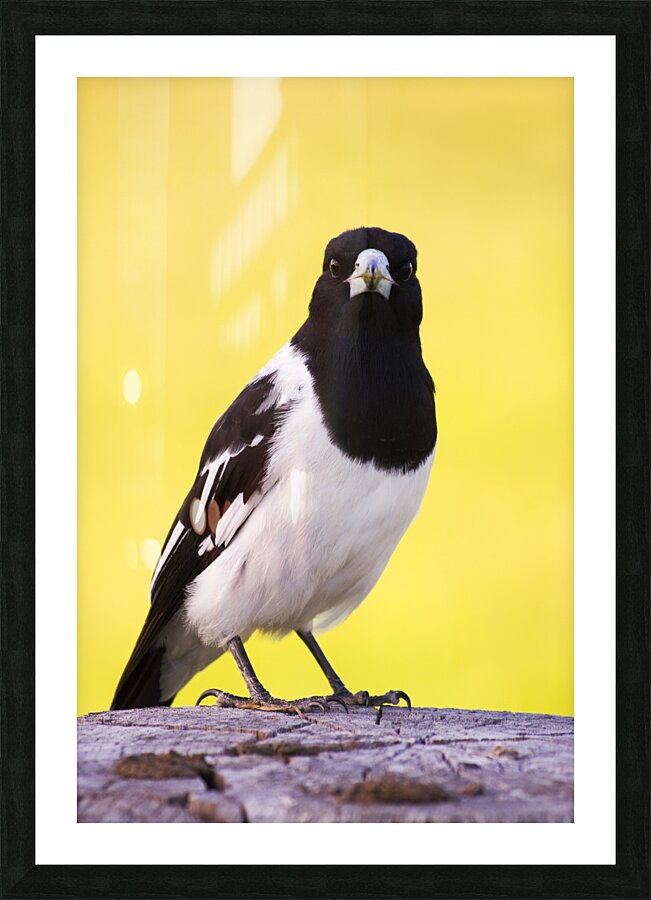 Mr. Magpie Picture Frame print