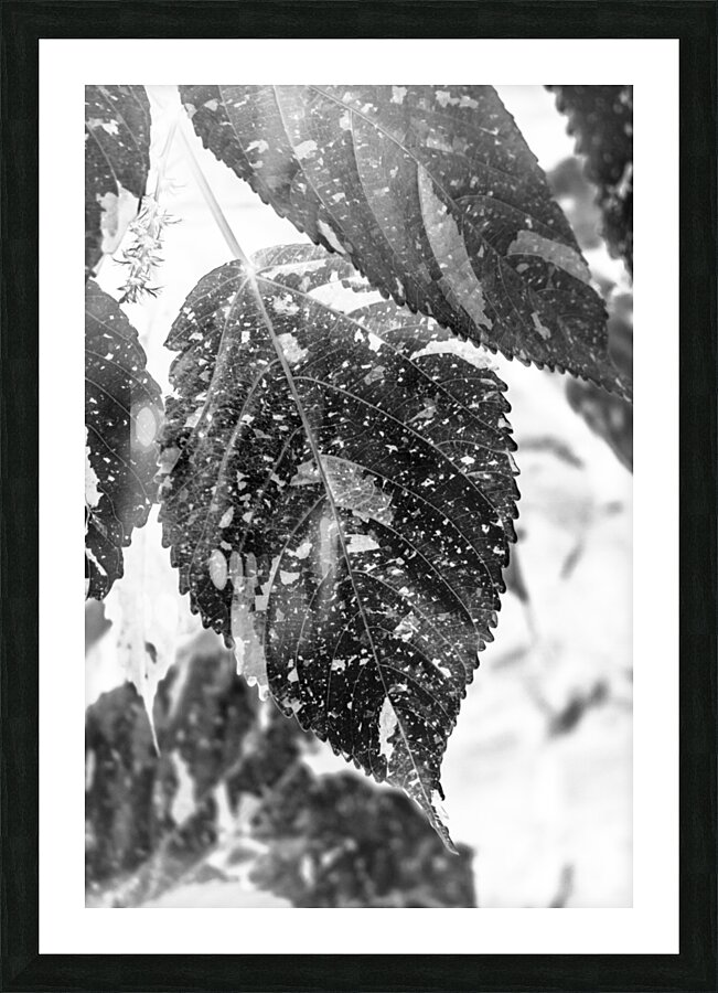 Leaves and light Picture Frame print