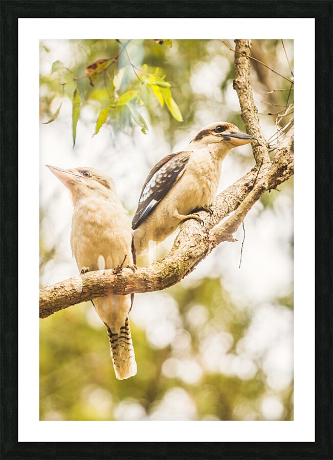 Branched Outback Picture Frame print