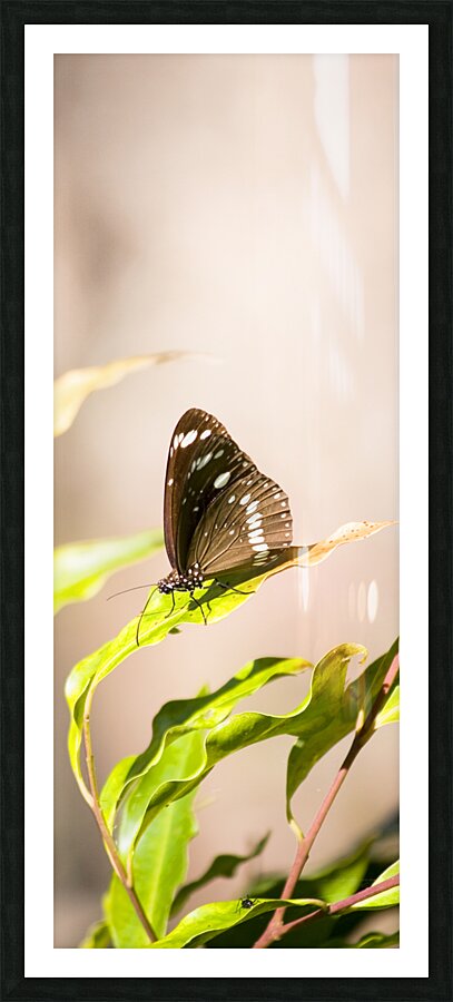 Tropical Butterfly Picture Frame print