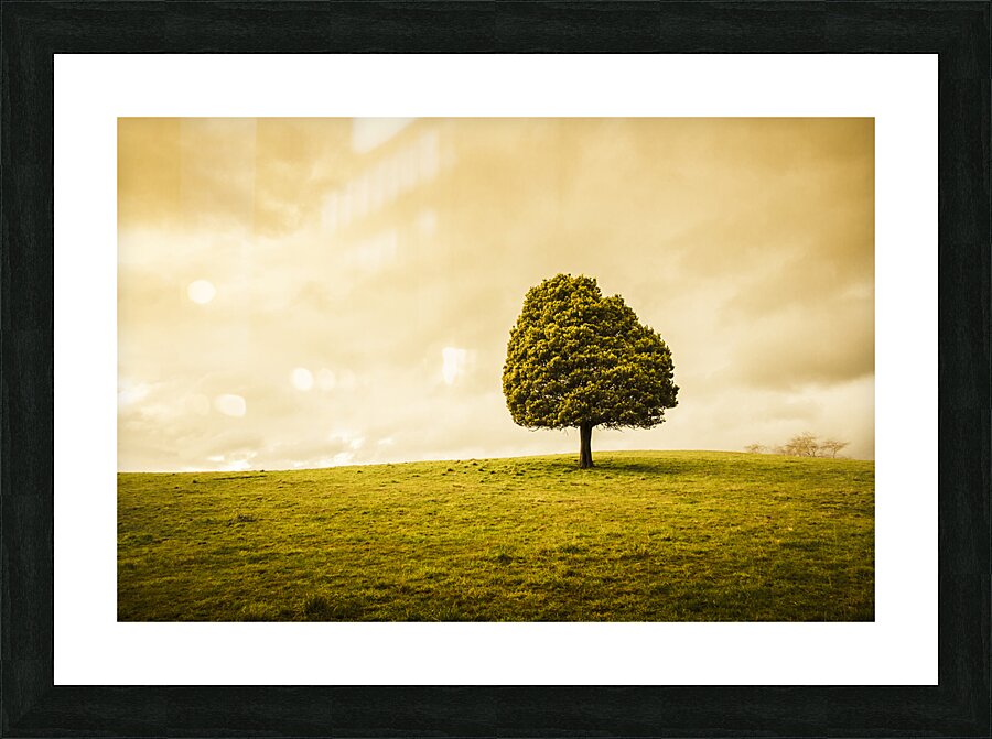Single green tree in meadows of old Picture Frame print